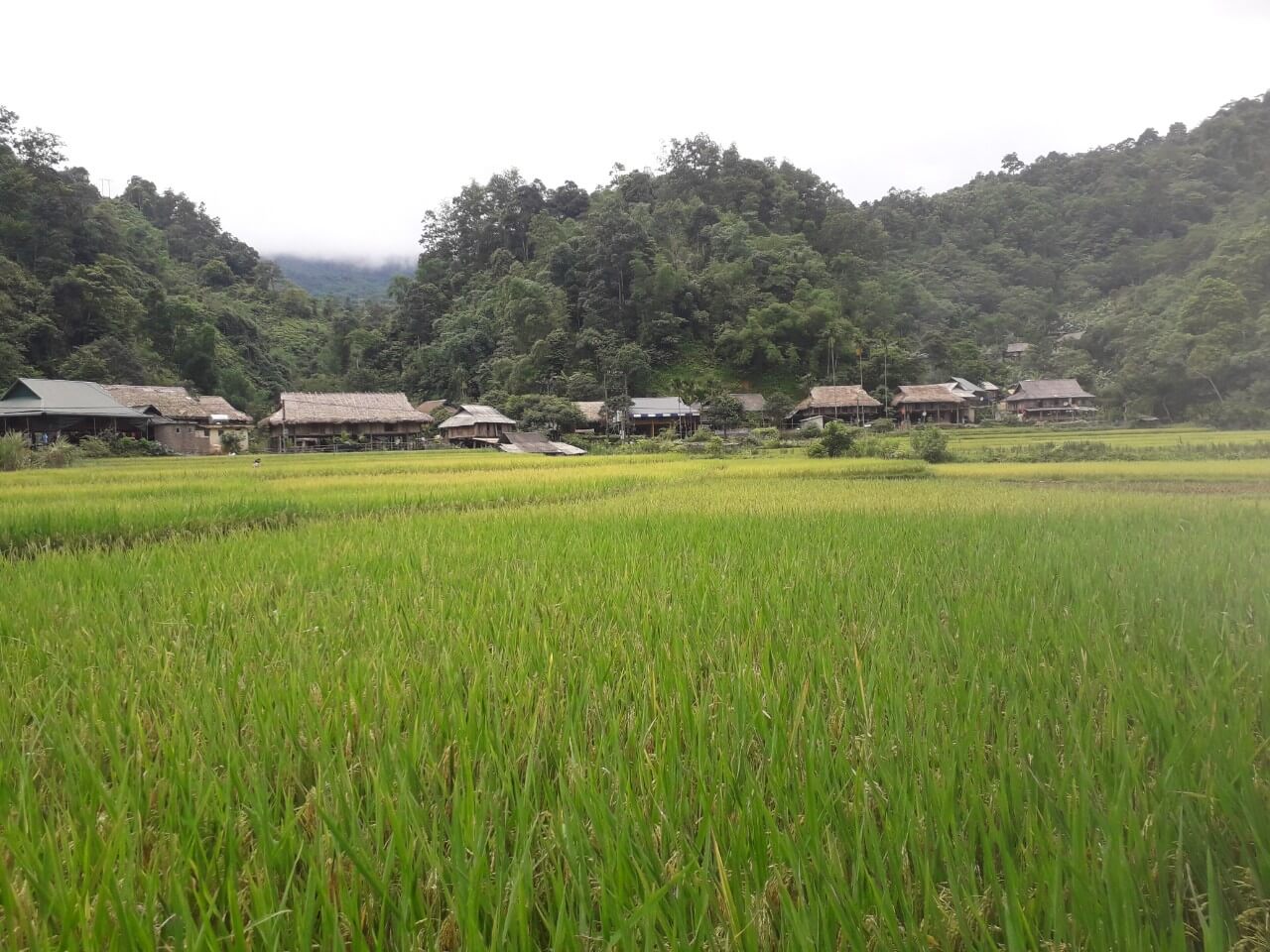 Kho Muong rice fields